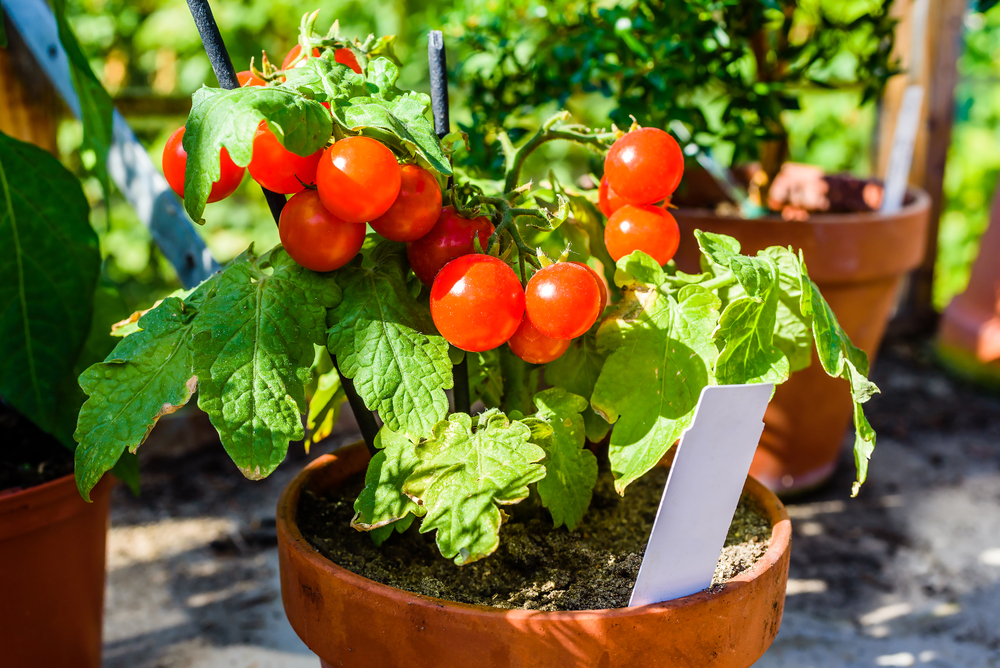トマトを丸ごと埋めると発芽するって本当？トマト栽培の裏技について