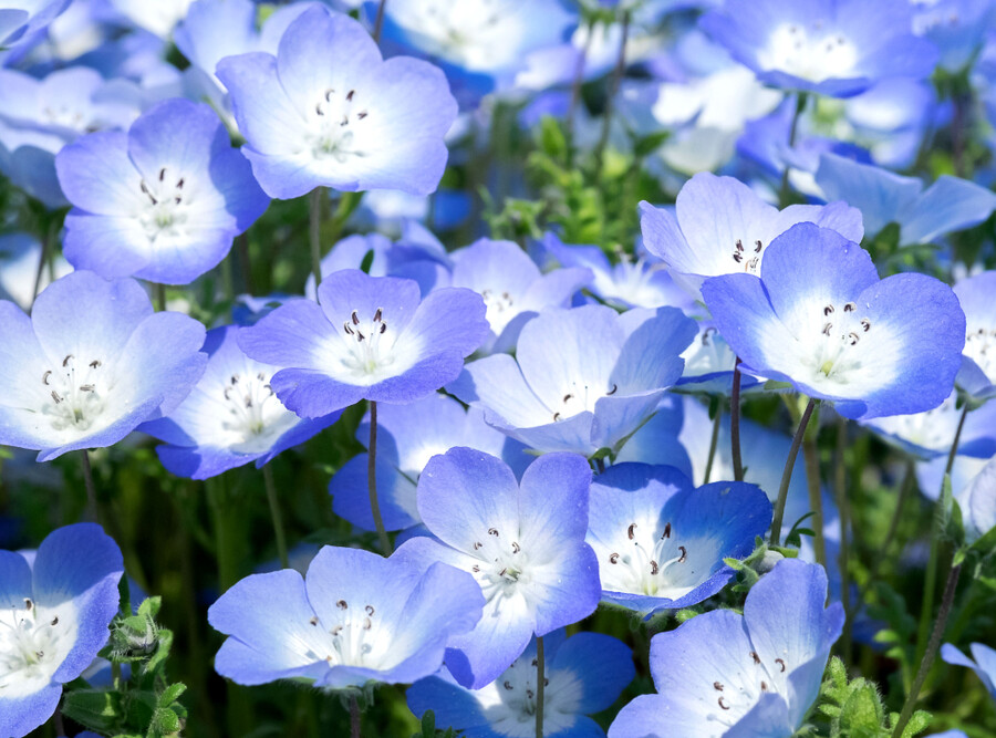 青い花が好き！春のガーデニングにおすすめの育てやすい青い花