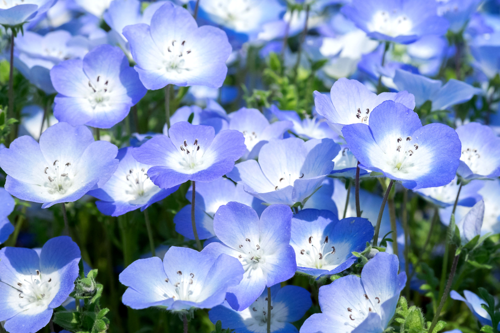青い花が好き！春のガーデニングにおすすめの育てやすい青い花